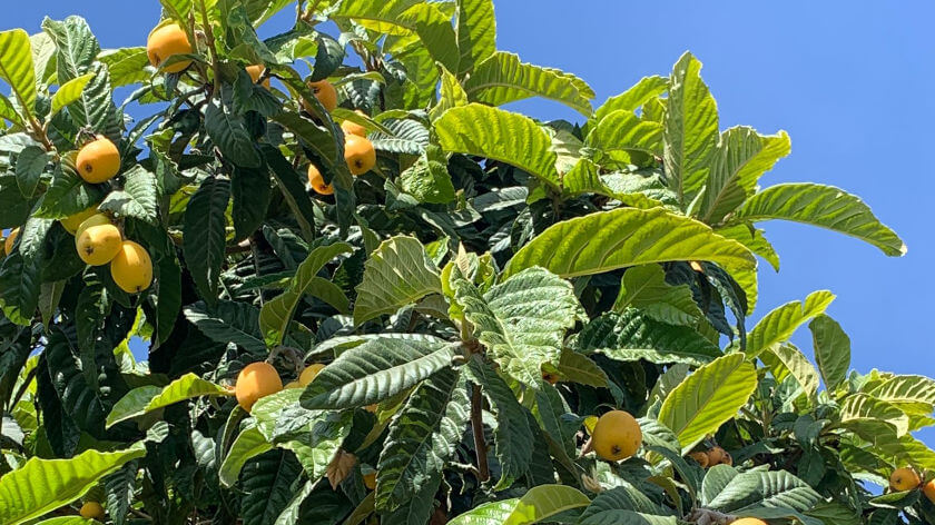 Foto van misperoboom met vruchten in de zon van Zuid-Spanje