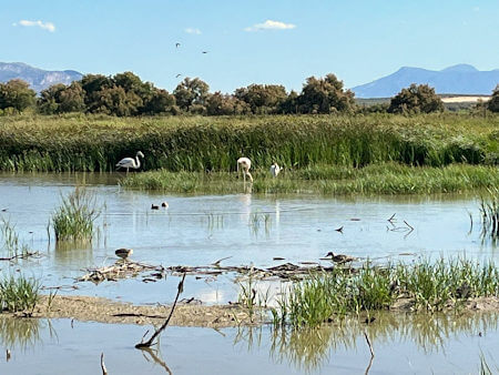 Flamingo's aan het meer van Laguna de las Piedras