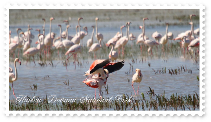 Flamingos in the Donana delta in Huelva