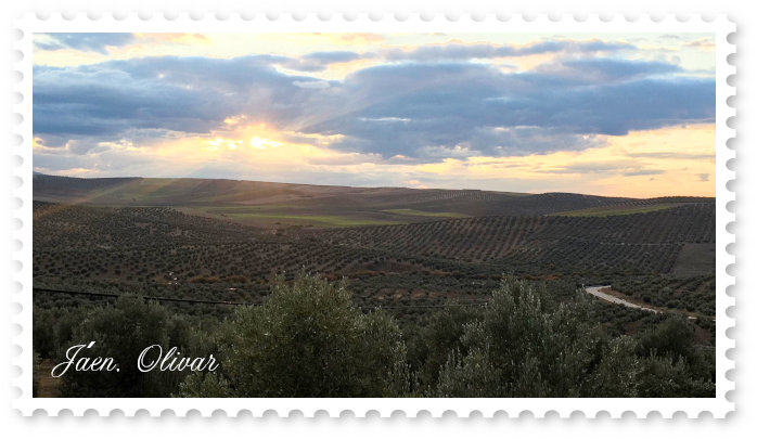 Een olijfboomgaard in de provincie Jaen bij zonsondergang