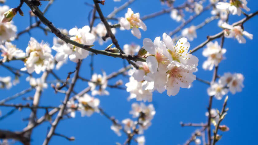 foto almond blossom