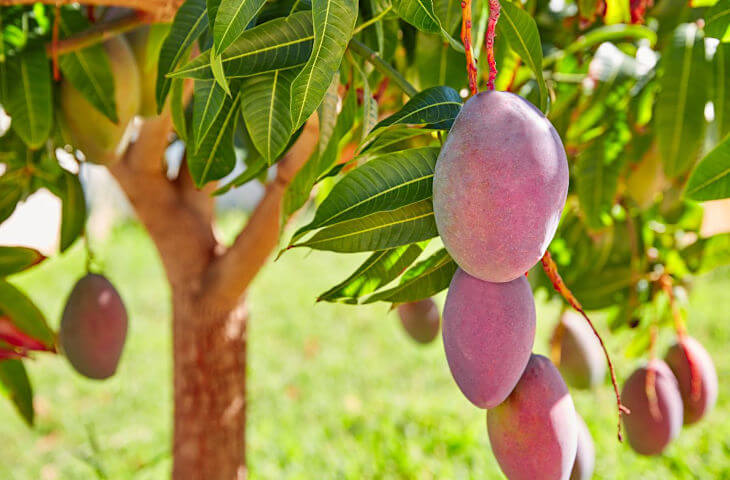 Foto van rijpe mango's aan de boom