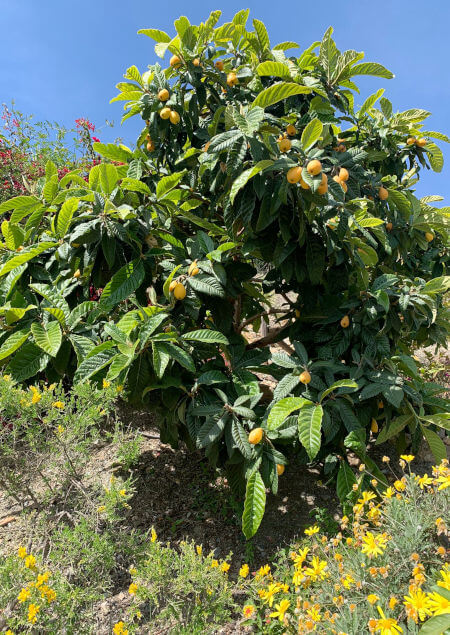 In der Sonne Andalusiens ein Nispero mit reifen Früchten