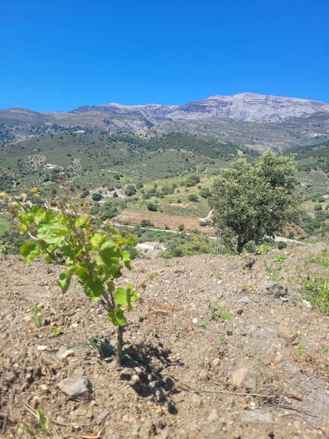 Wijnbouw in de Axarquia aan de Costa del Sol, met uitzicht op de Maroma ©Rasja Post