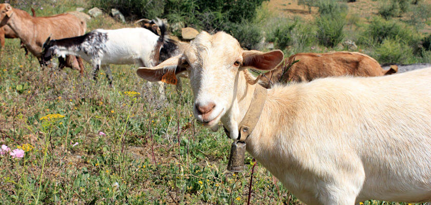 Goats in the Axarquia are very famous