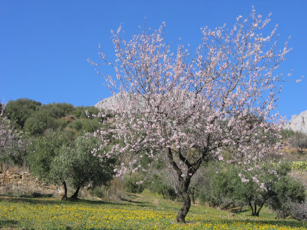 Almond blossom near Periana, copyright Lutz Dausend