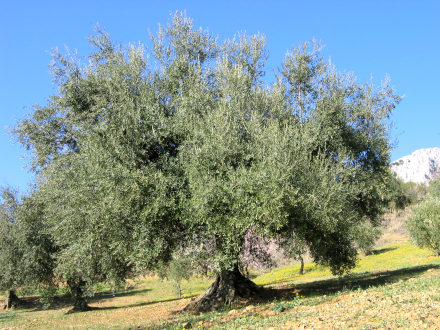 Olive tree near Periana, copyright Lutz Dausend