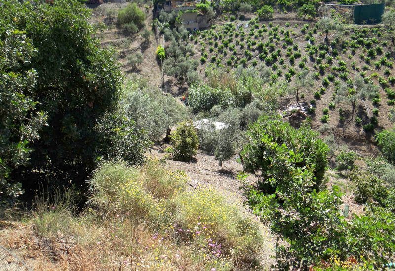 The land with lots of sun Plantations around the property