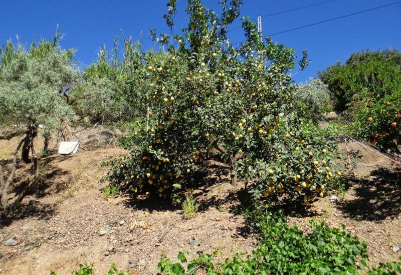 Grundstück mit vielen Obstbäumen