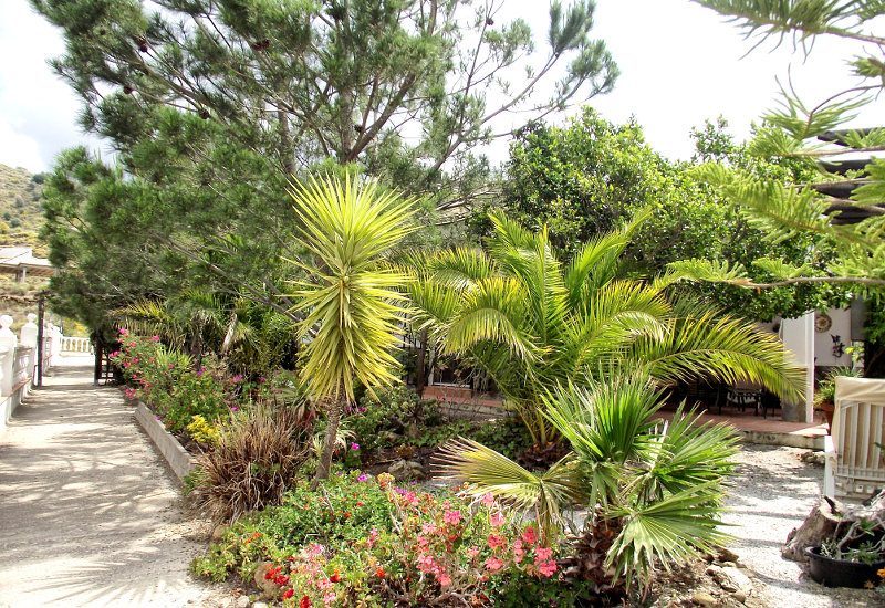 Garden with palms and pines and lots of flowers