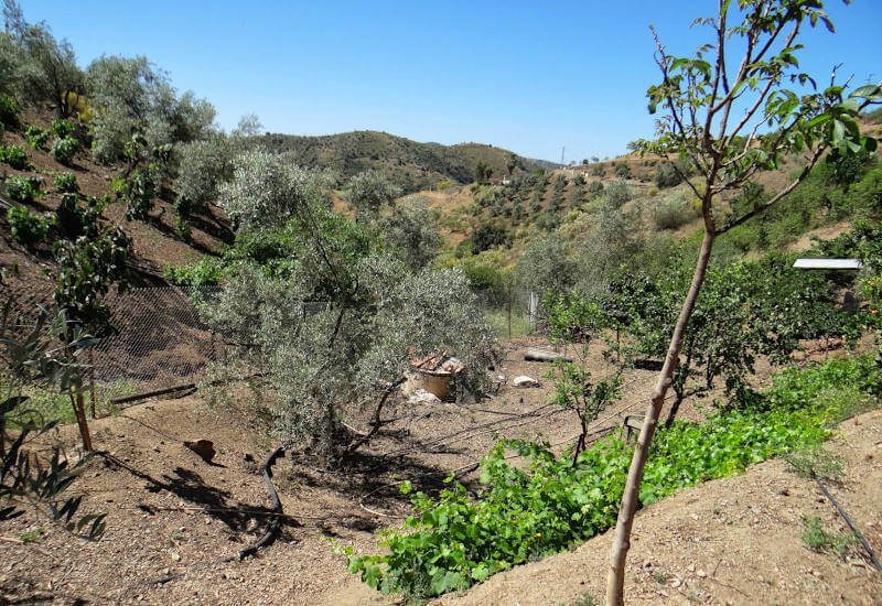 large piece of land around the house