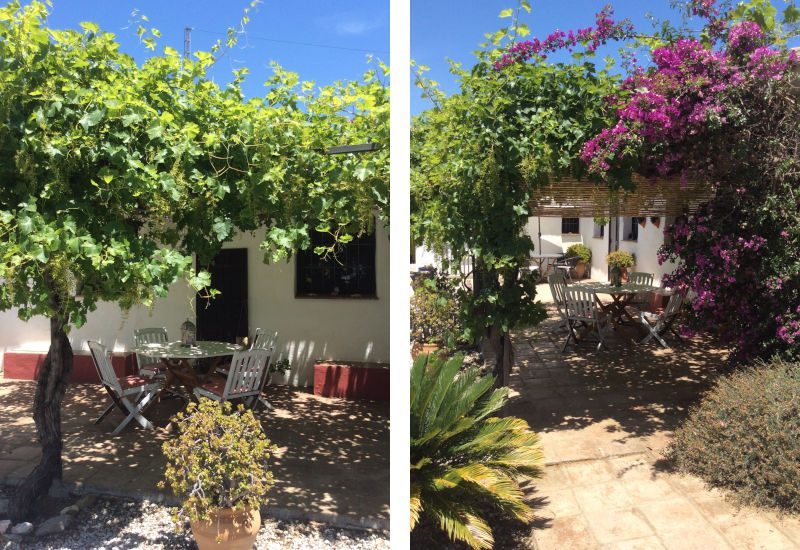 Picture of the terrace overgrown with vines giving shade in the blazing sun of Andalusia