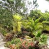 Tuin met palmen en dennen en veel mediterrane bloemen