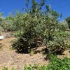 Obstbaum Grundstück mit vielen Obstbäumen