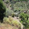 The land with lots of sun Plantations around the property