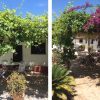 Picture of the terrace overgrown with vines giving shade in the blazing sun of Andalusia