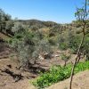 Land grosses Stück Land um das Haus